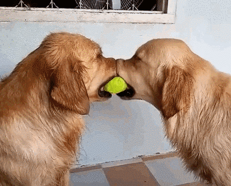 Dogs fighting over ball